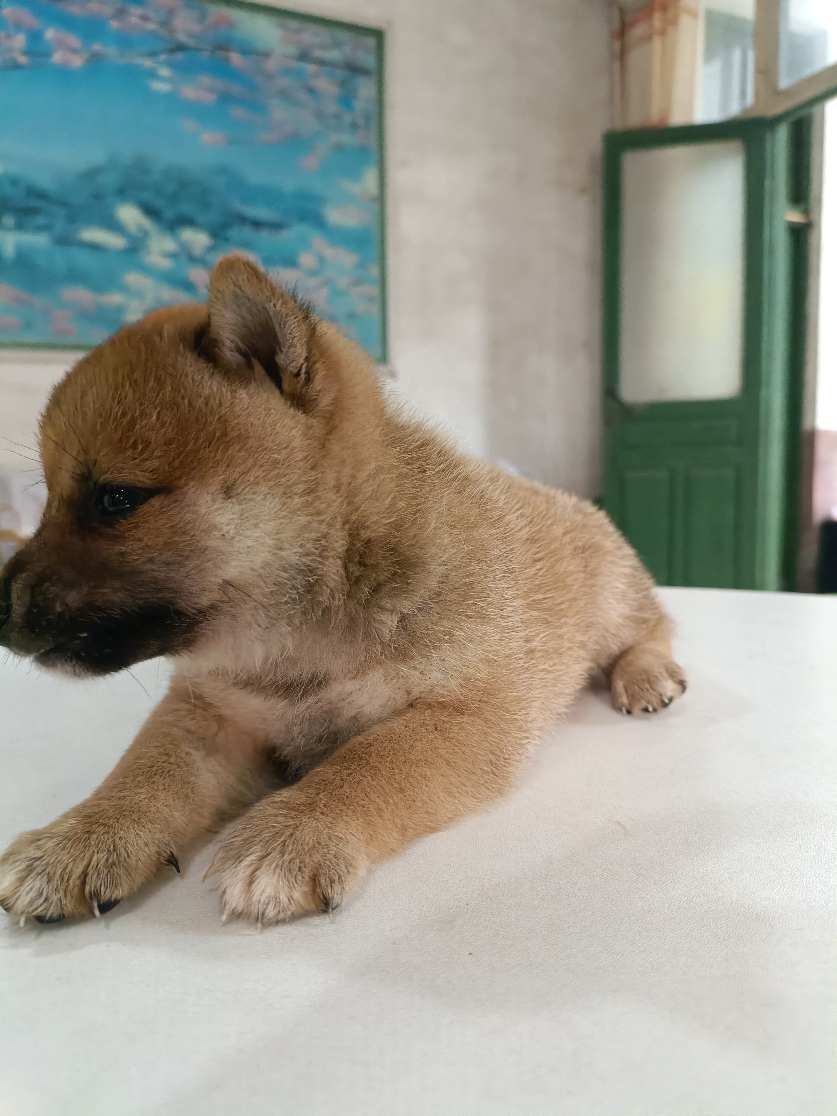 柴犬